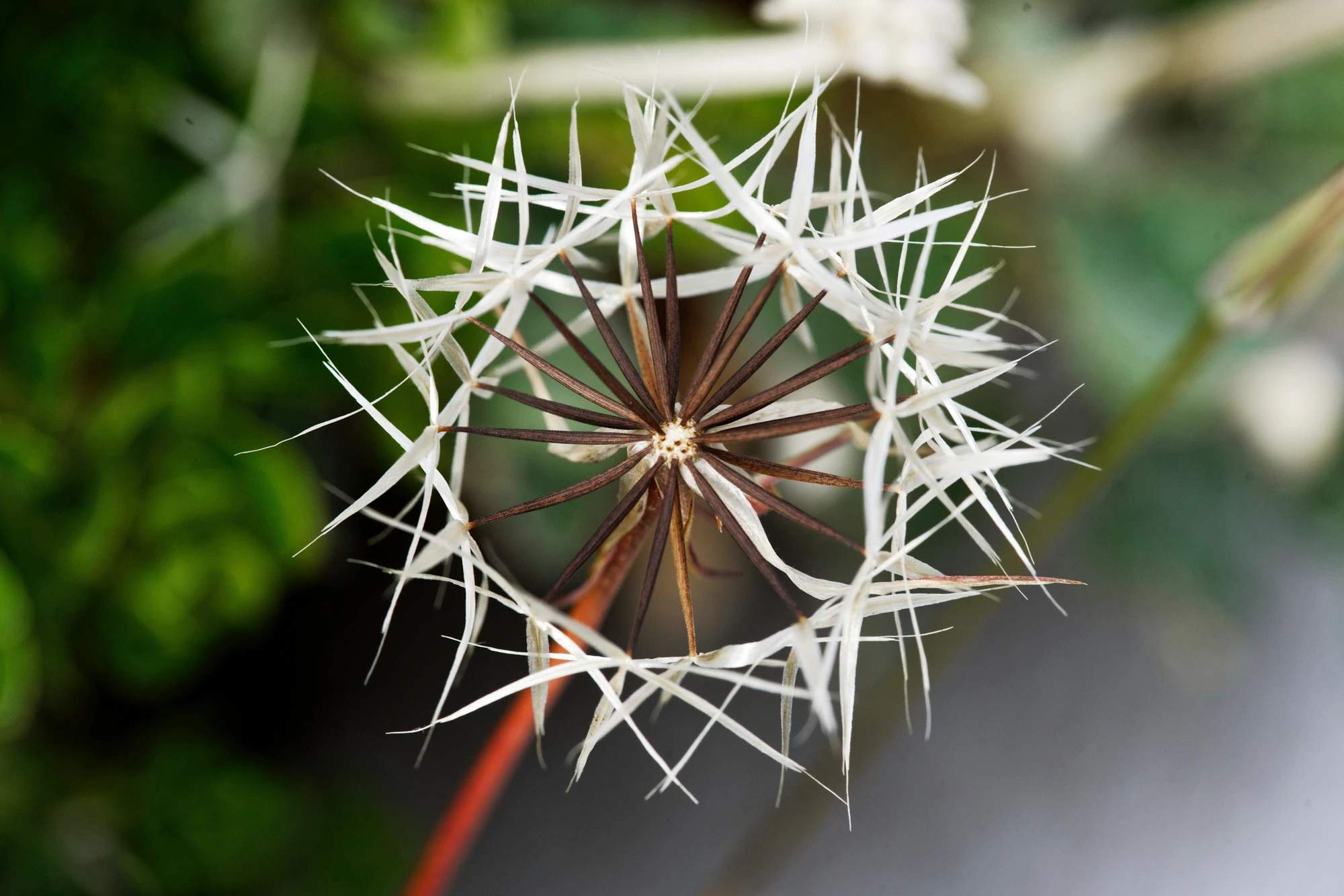 Flora