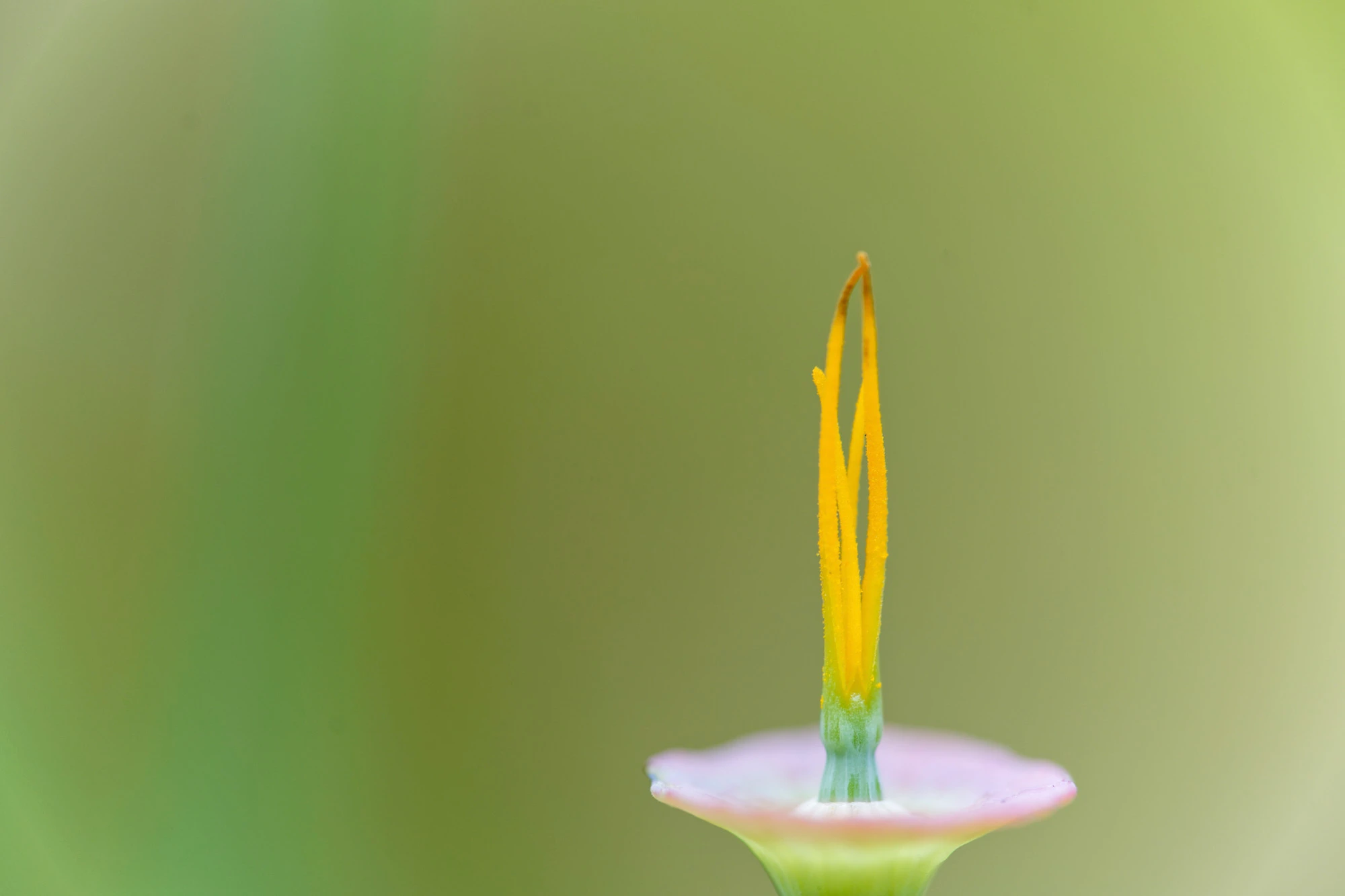 Flora
