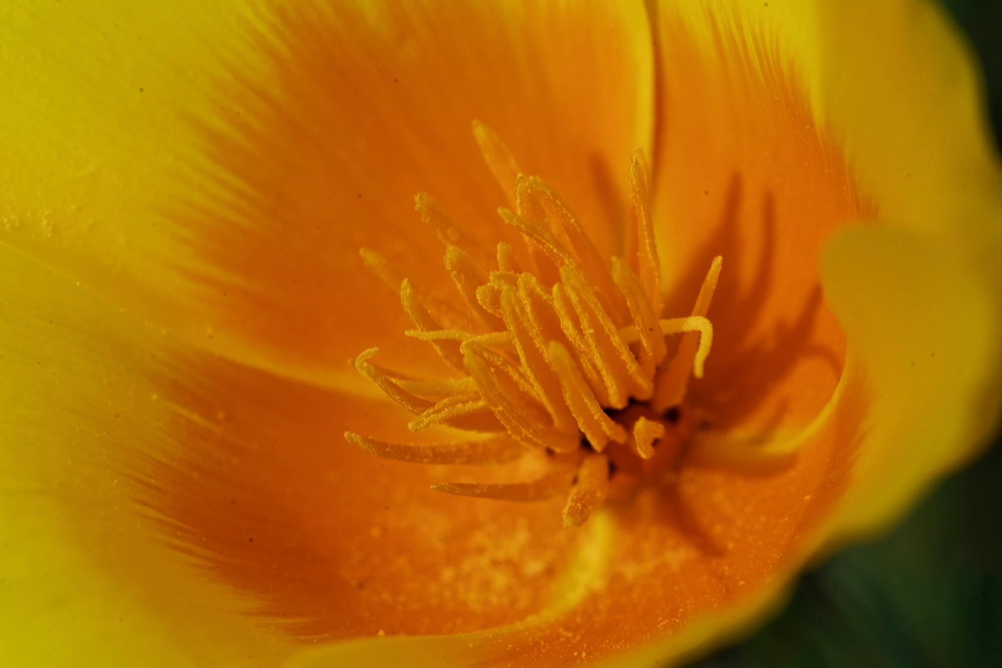 Flora