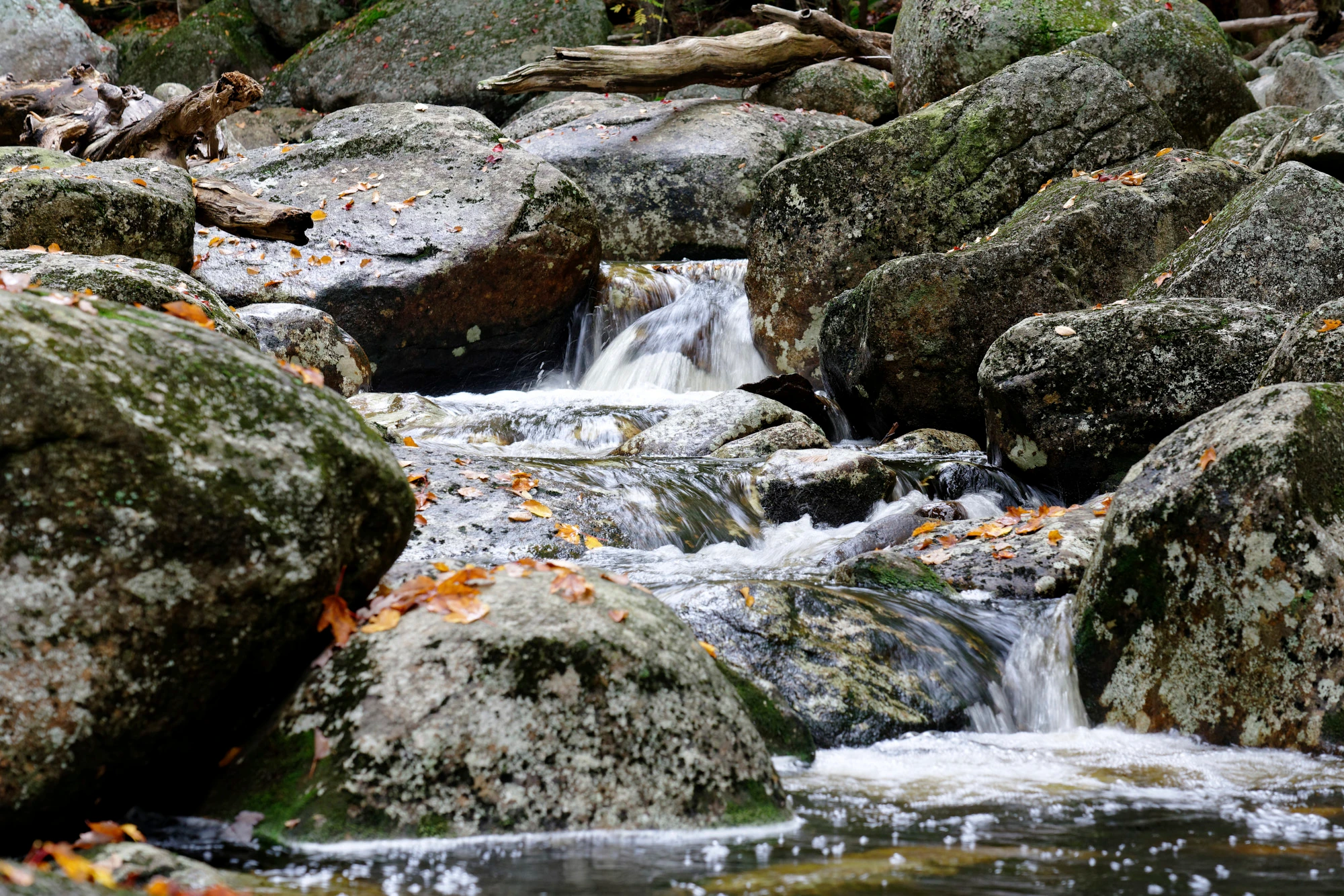 Wilderness