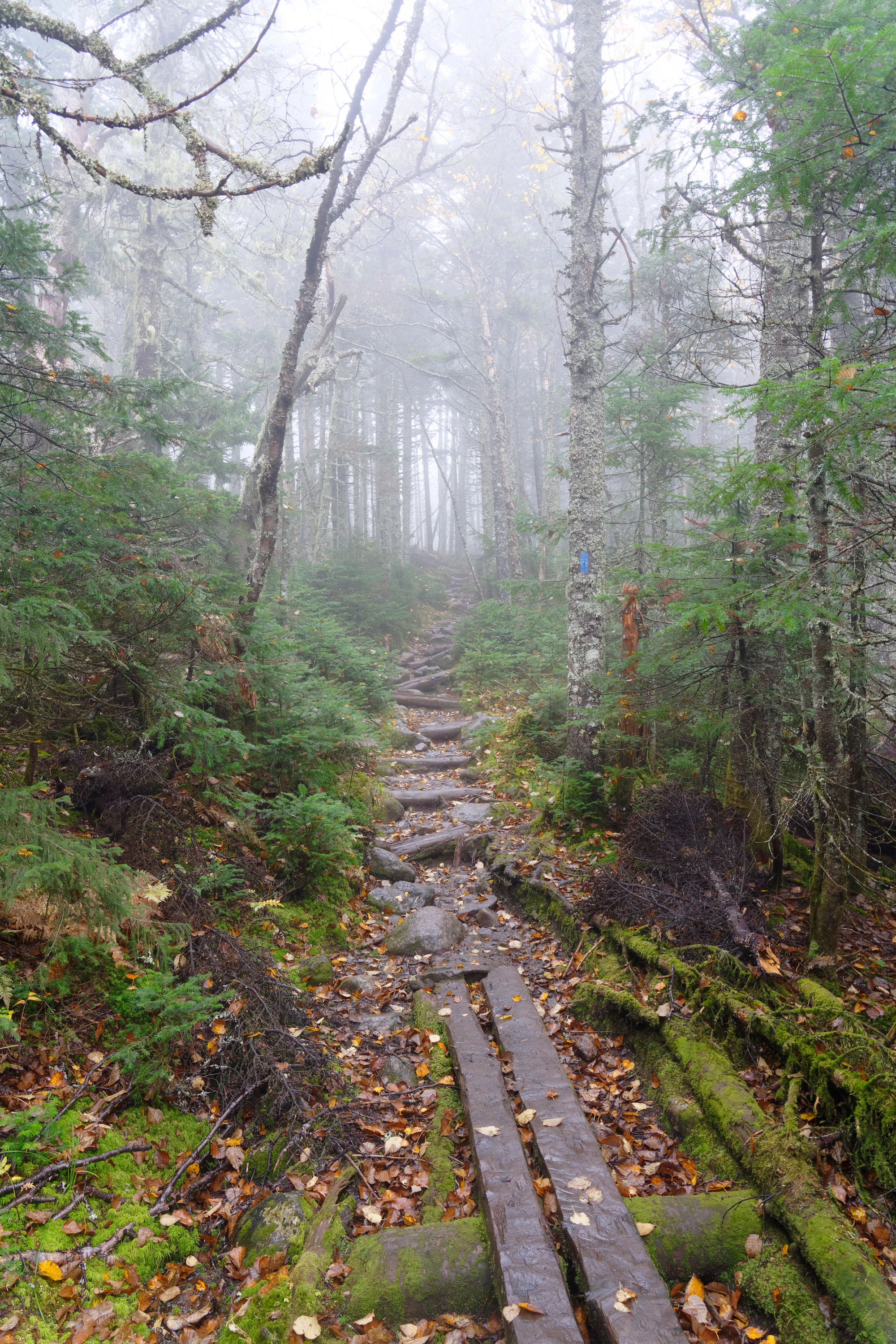 Wilderness